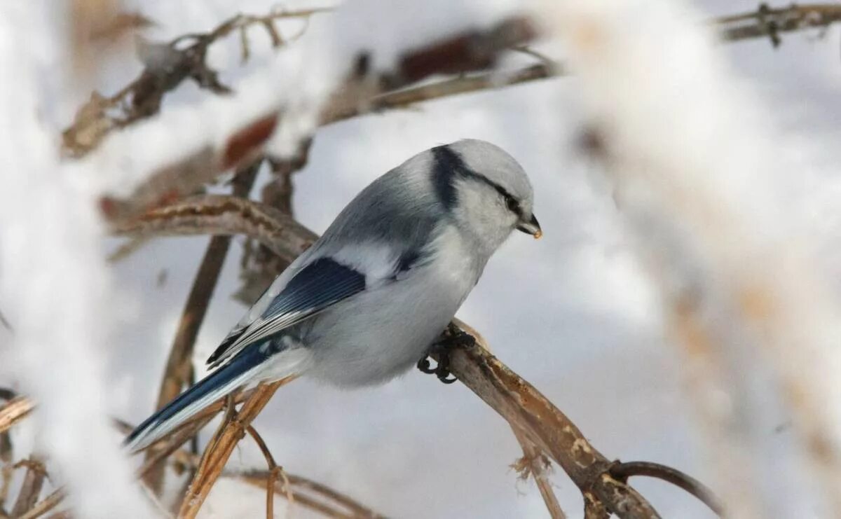 Птицы сибири зимой фото Белая лазоревка (Parus cyanus). Птицы Сибири.