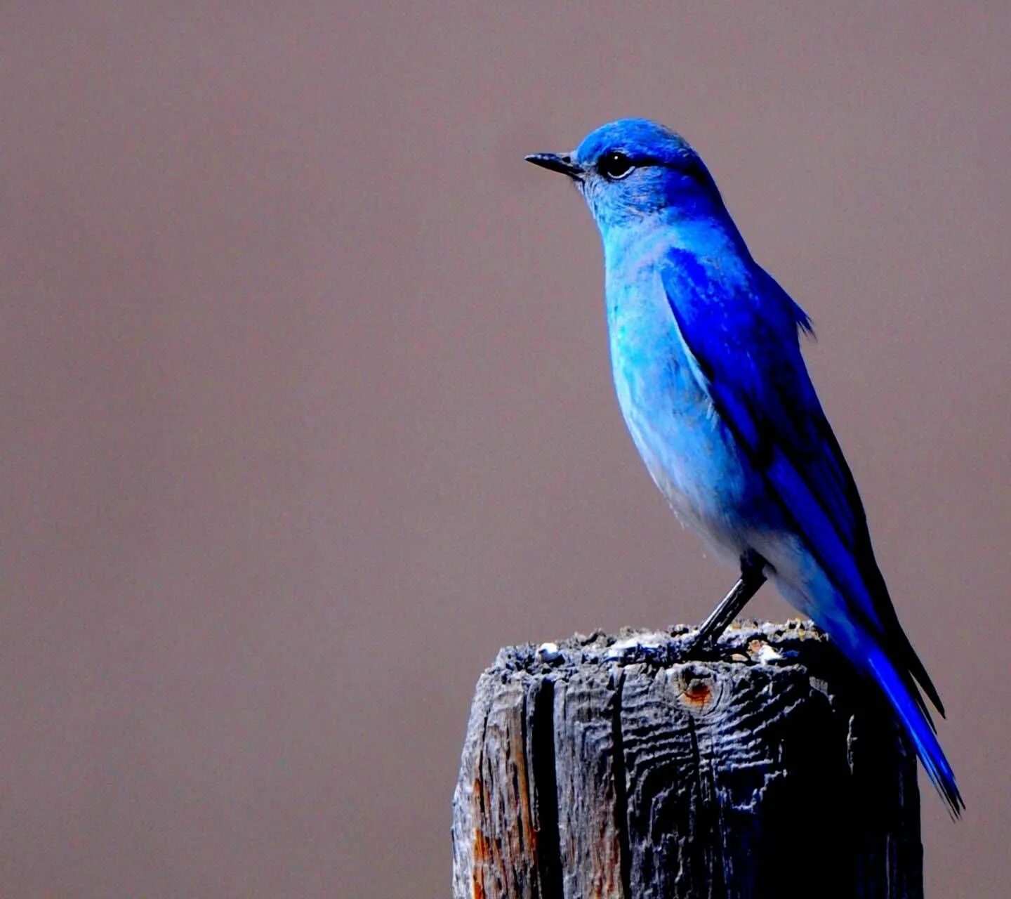 Птицы синего цвета фото Blue Birdie