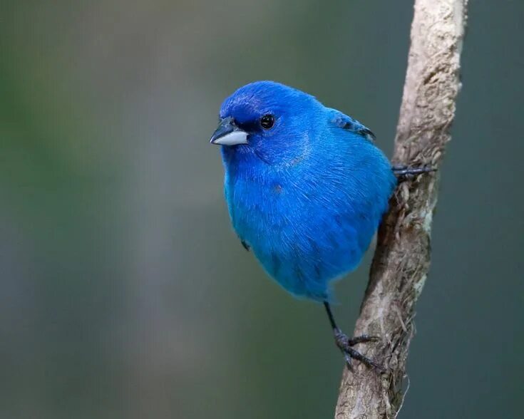 Птицы синего цвета фото Steve Creek Indigo Bunting Colorful birds, Blue bird, Pet birds