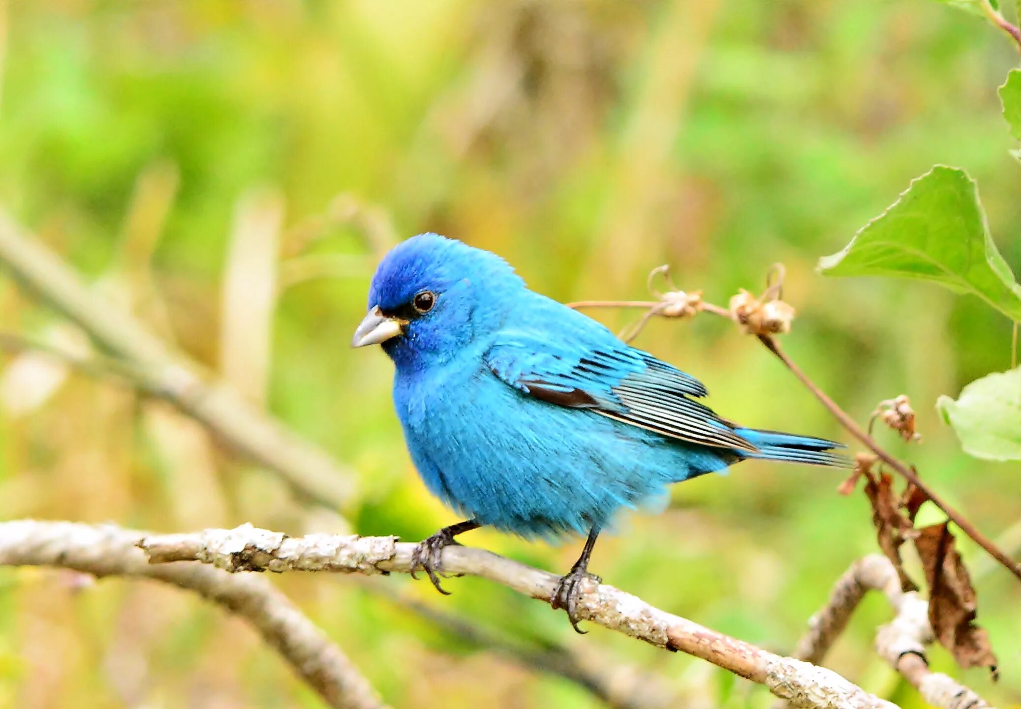 Птицы синего цвета фото Free photo: little blue bird - Animal, Bird, Blue - Free Download - Jooinn