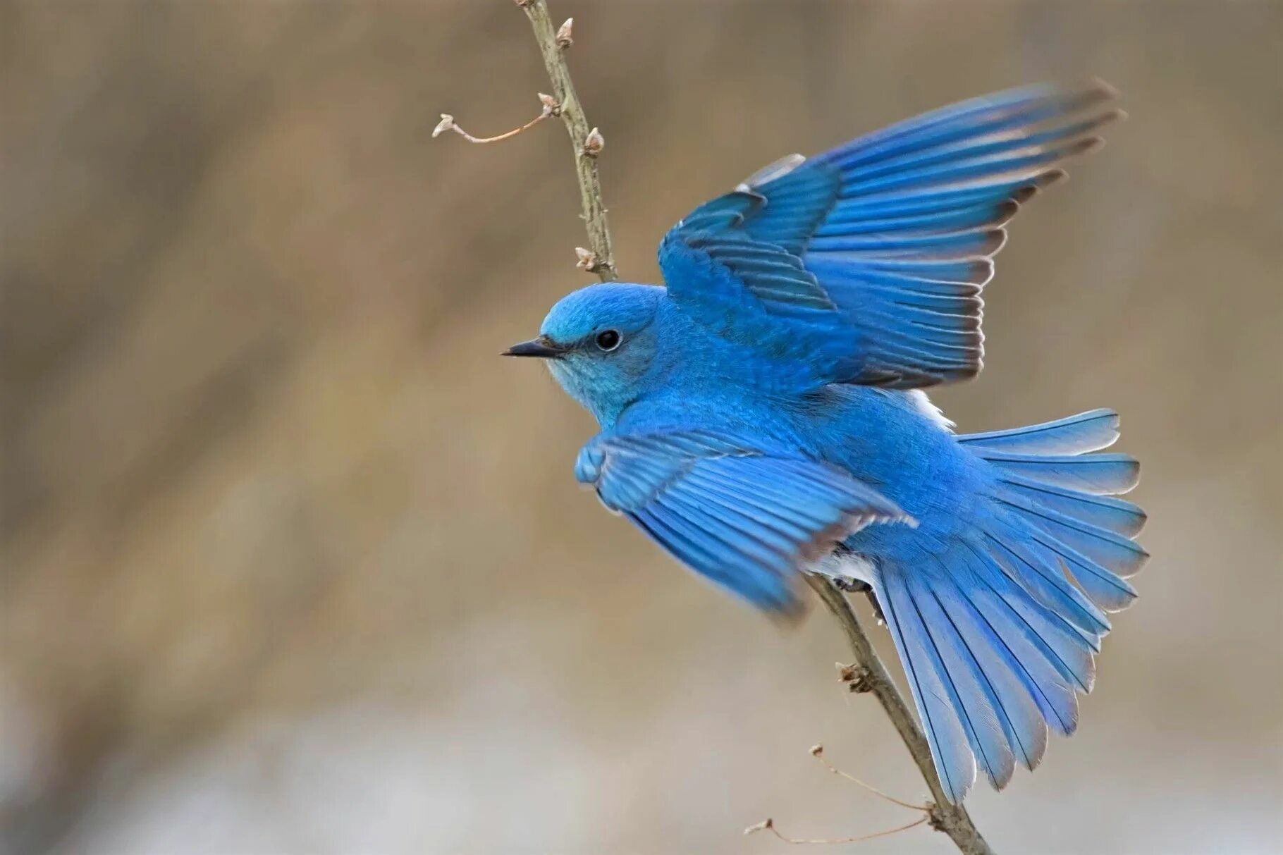 Птицы синего цвета фото GuruShots The World's Greatest Photography Game Blue bird, Pet birds, Bird photo