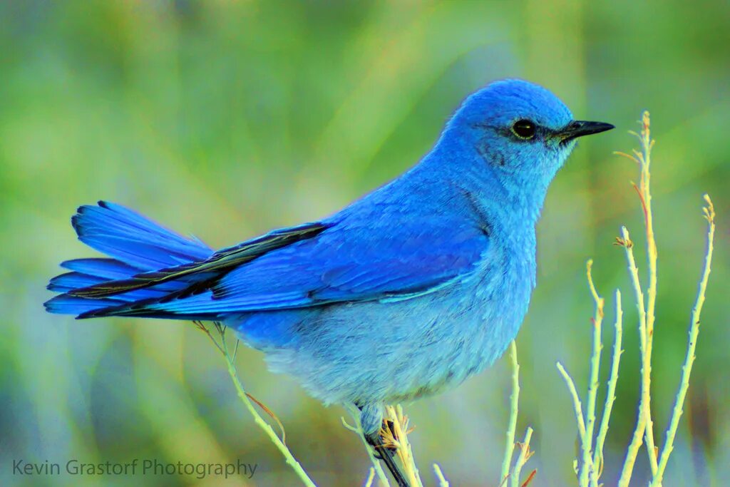 Птицы синего цвета фото Mountain Bluebird by umbawa.deviantart.com on @DeviantArt Blue bird, Bird photo,