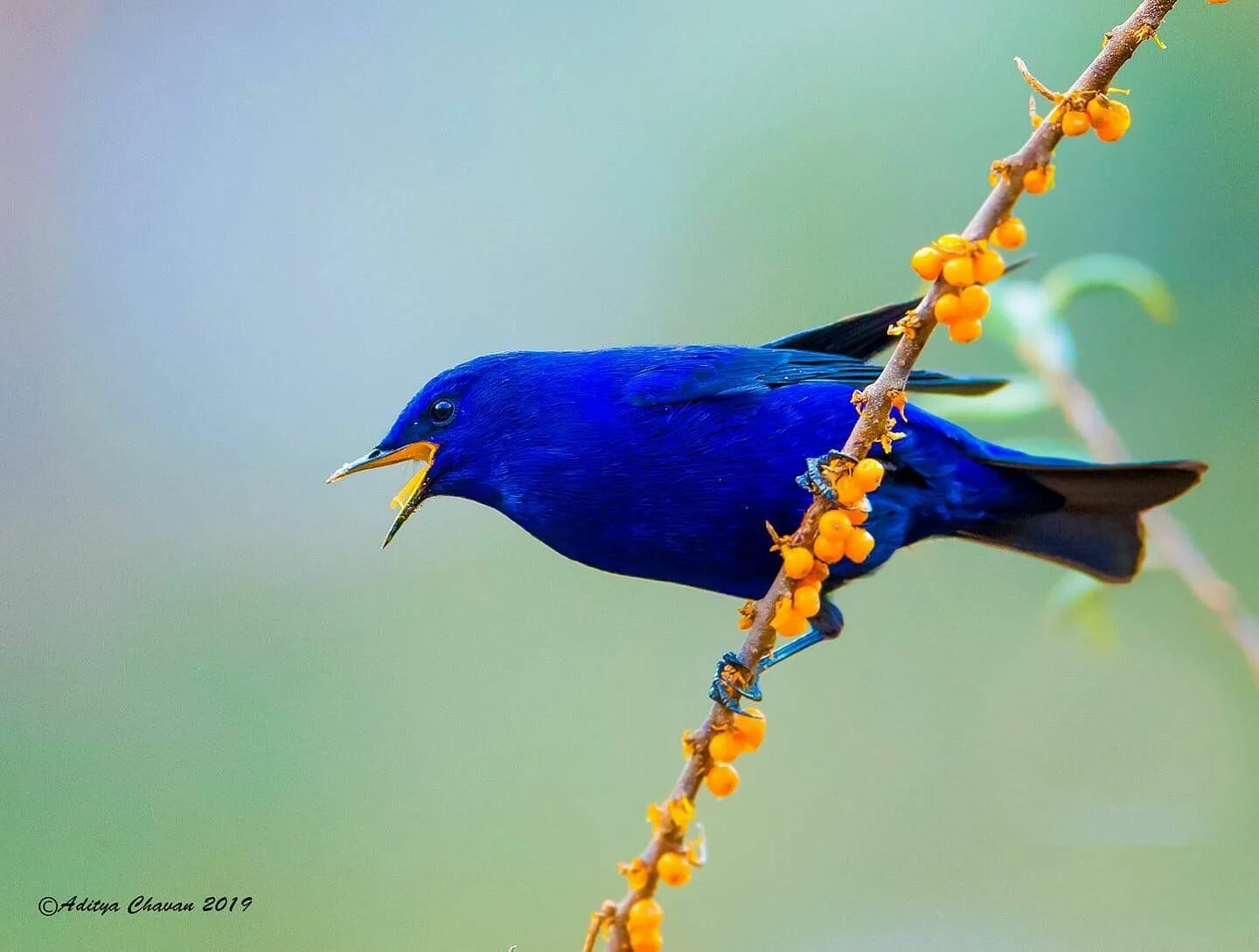 Птицы синего цвета фото Male Grandala (Grandala coelicolor) in Sikkim, India by Aditya Chavan. Bird phot