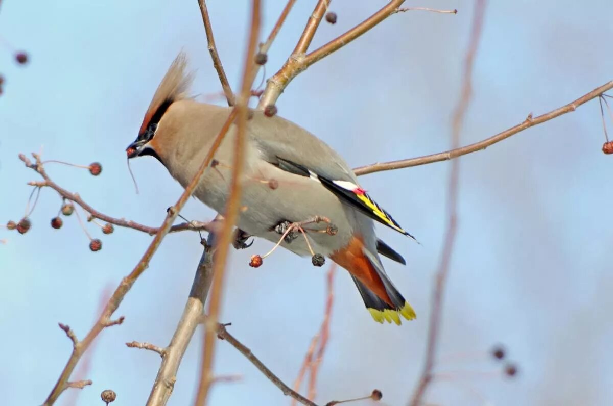 Птицы смоленска фото с названиями Bohemian Waxwing (Bombycilla garrulus). Birds of Siberia.