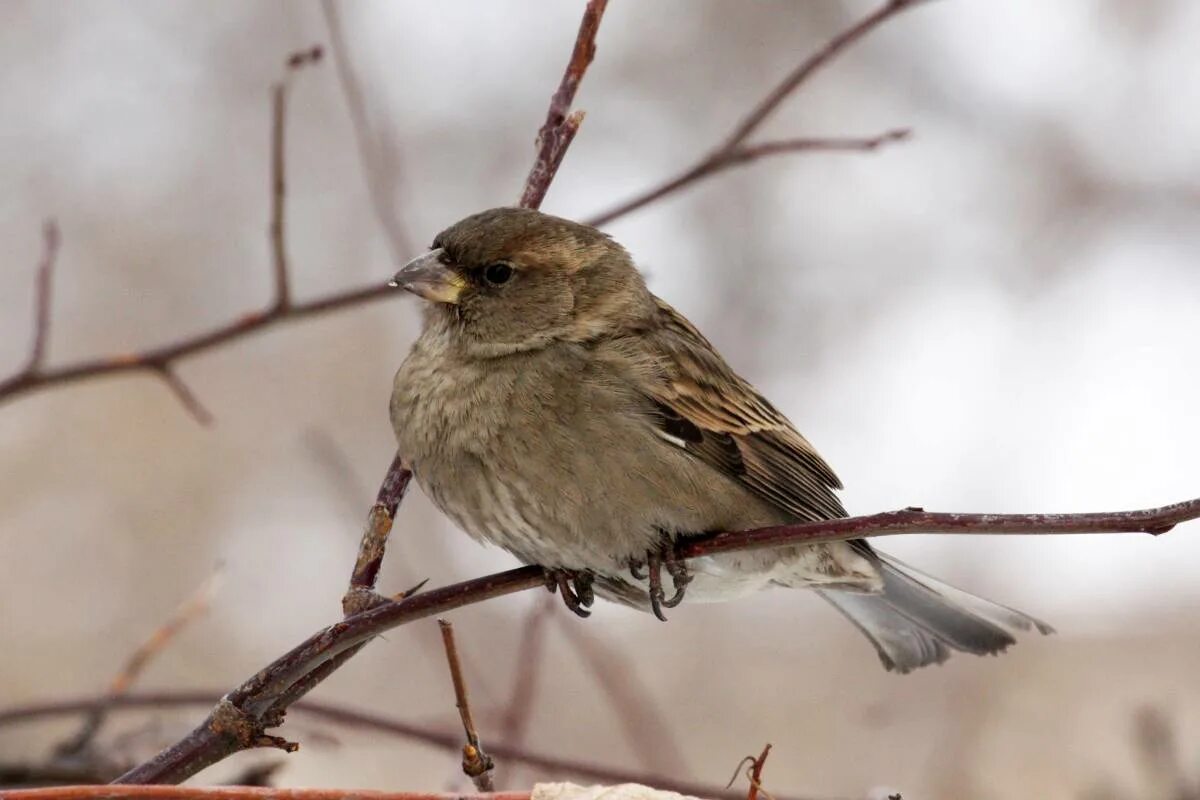 Птицы смоленской области фото House Sparrow (Passer domesticus). Birds of Siberia.