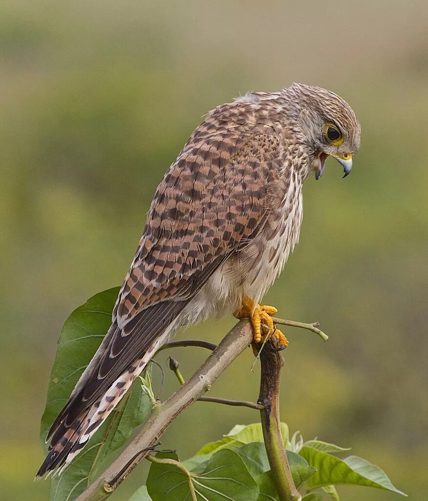 Птицы соколиные фото названия It is also known as the European Kestrel and Eurasian Kestrel. Description from 