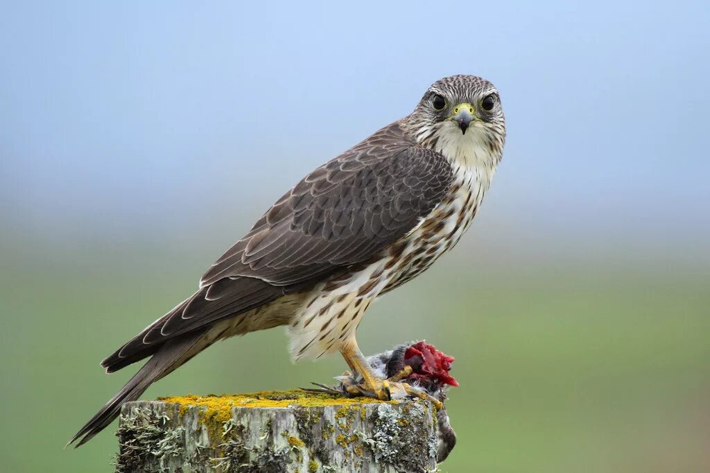 Птицы соколиные фото названия Humboldt County Birds Flickr