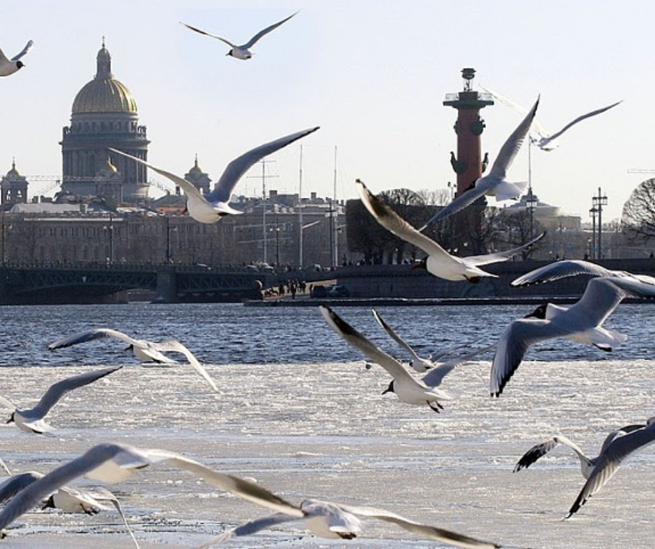 Птицы спб фото Почему некоторые перелетные птицы остаются зимовать в Петербурге Кот Шерхан I Пу