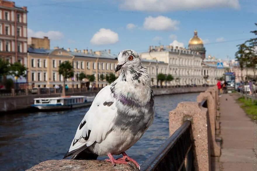 Птицы спб фото с названиями Сытые голуби угрожают здоровью петербуржцев Blog Fiesta