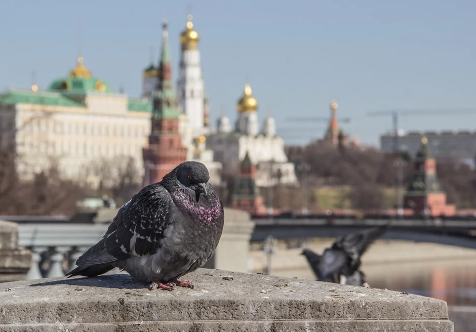 Птицы спб фото с названиями Картинки ПТИЧКИ САНКТ ПЕТЕРБУРГА