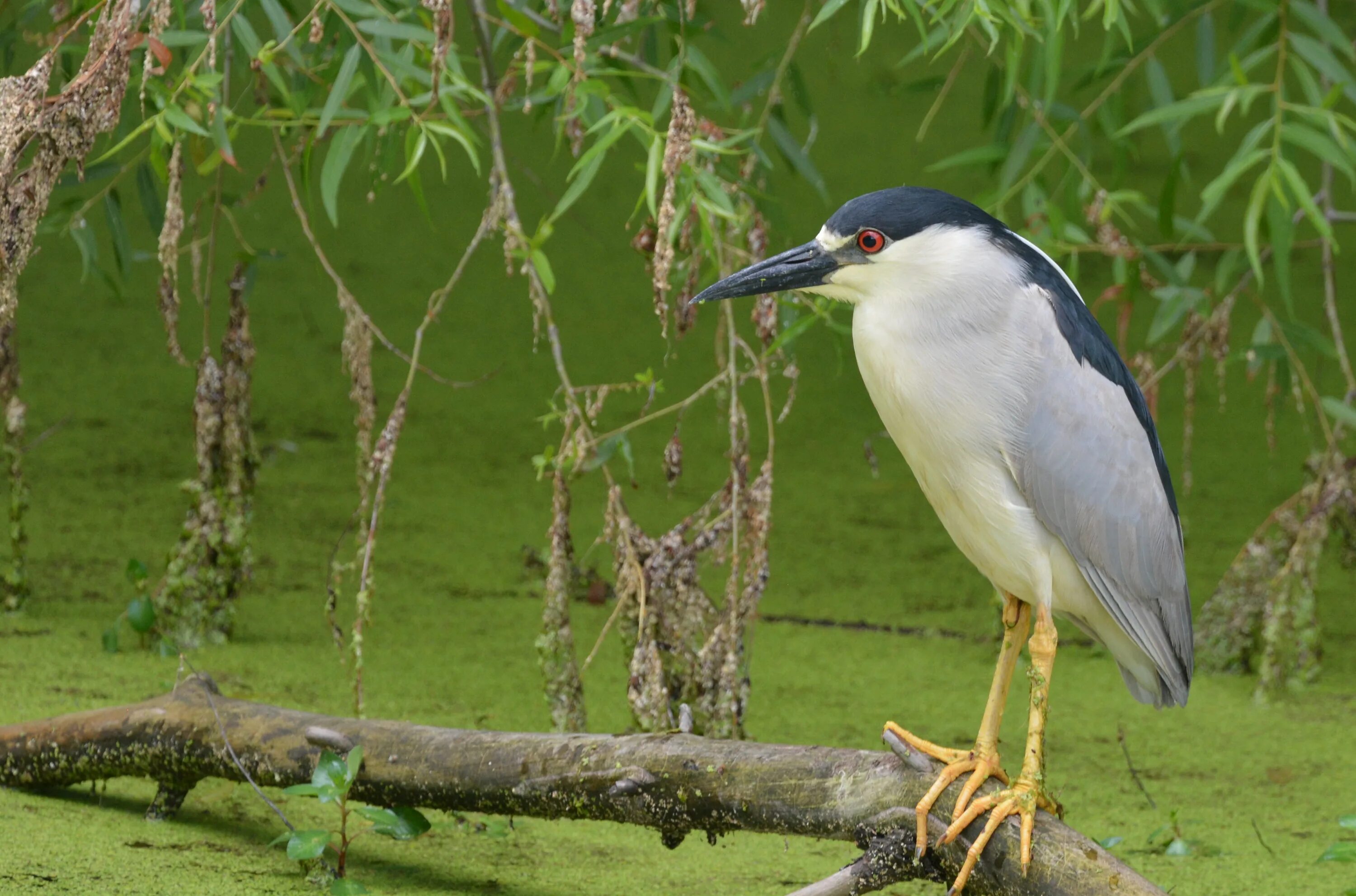 Птицы среда обитания фото File:Black-crowned Night-Heron (32530541843).jpg - Wikimedia Commons