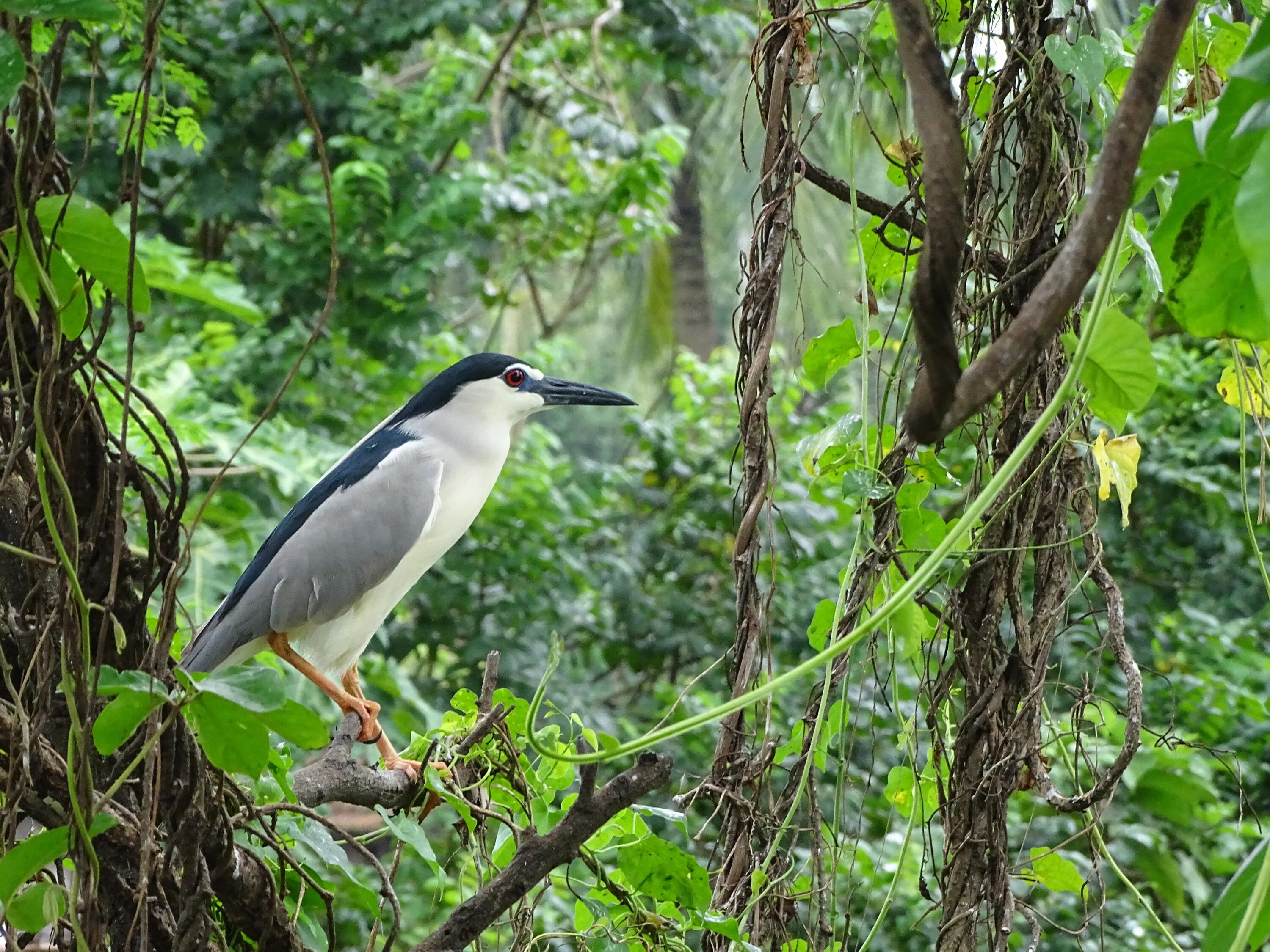 Птицы среда обитания фото Free Images : branch, wildlife, jungle, beak, fauna, rainforest, vertebrate, hab