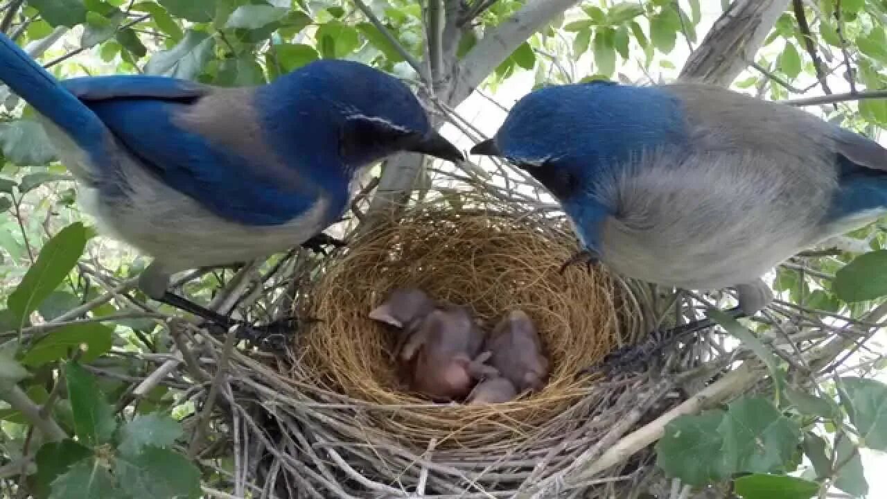 Птицы среда обитания фото Scrub Jay Nest chick activity raw footage 4-23-2015 (8 clips) V17853 - YouTube