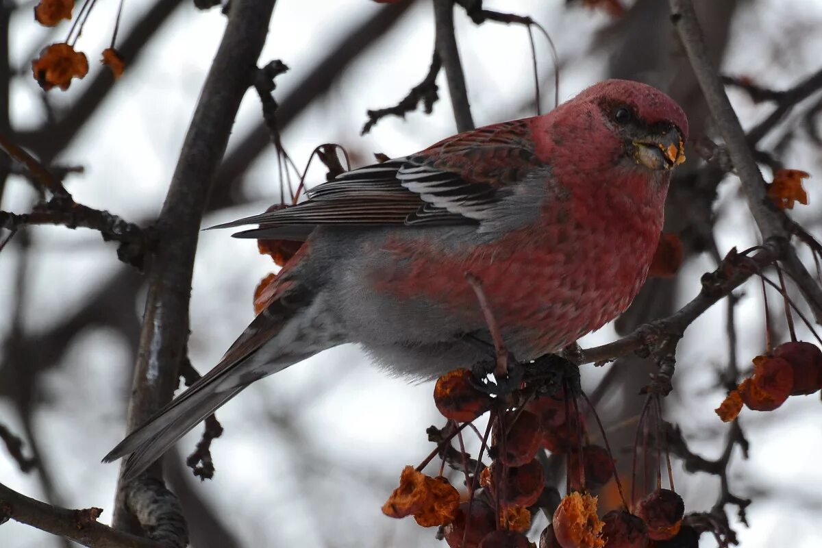 Птицы среднего урала фото с названиями Pine Grosbeak (Pinicola enucleator). Birds of Siberia.