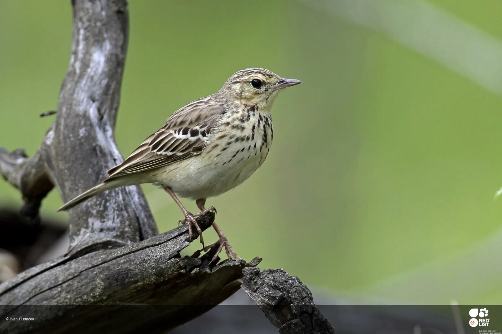 Птицы среднего урала фото с названиями IUCN Red List of Threatened Species