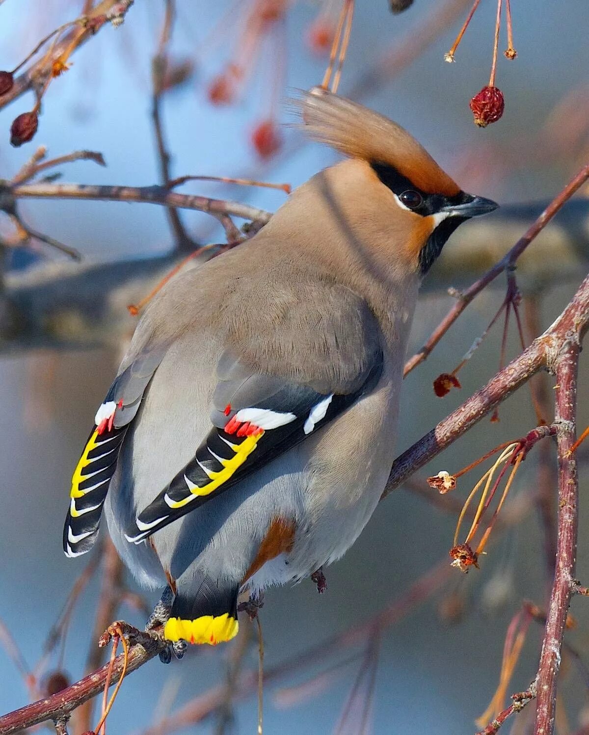 Птицы средней россии фото Pin de Полезное для воспитателя en материал для занятий Aves