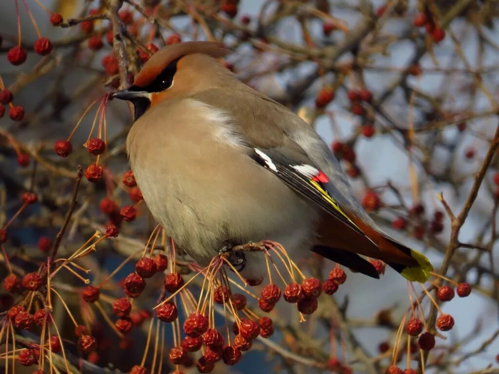 Птицы средней россии фото Bohemian Waxwing (Bombycilla garrulus). Birds of Siberia.