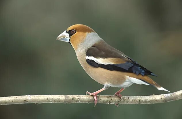 Птицы средних размеров фото File:Coccothraustes coccothraustes 1 (Marek Szczepanek).jpg - Wikipedia