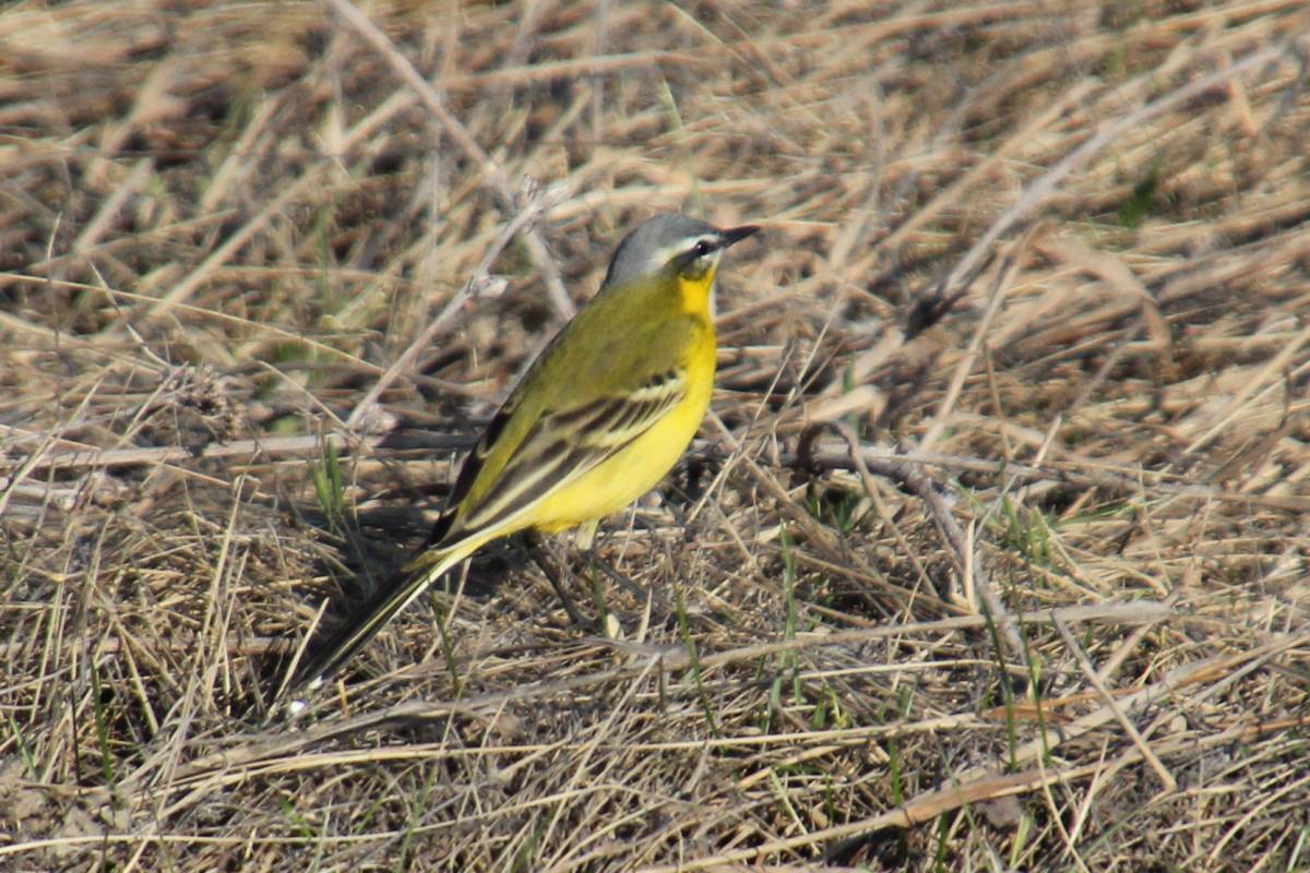 Птицы ставропольского края фото с названиями Yellow Wagtail (Motacilla flava). Birds of Siberia.