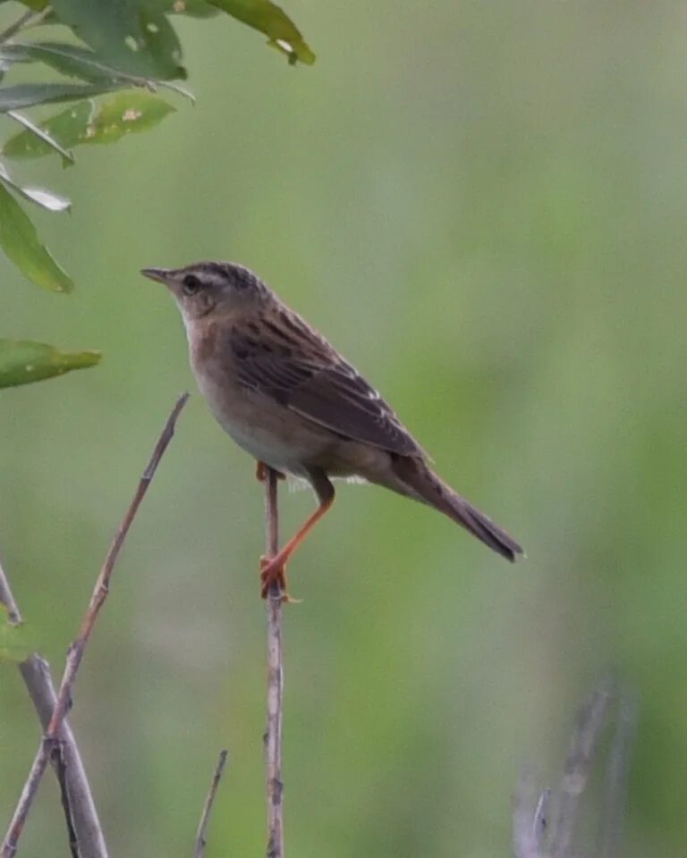 Птицы ставрополья фото с названиями Pallas's Grasshopper Warbler (Locustella certhiola). Birds of Siberia.