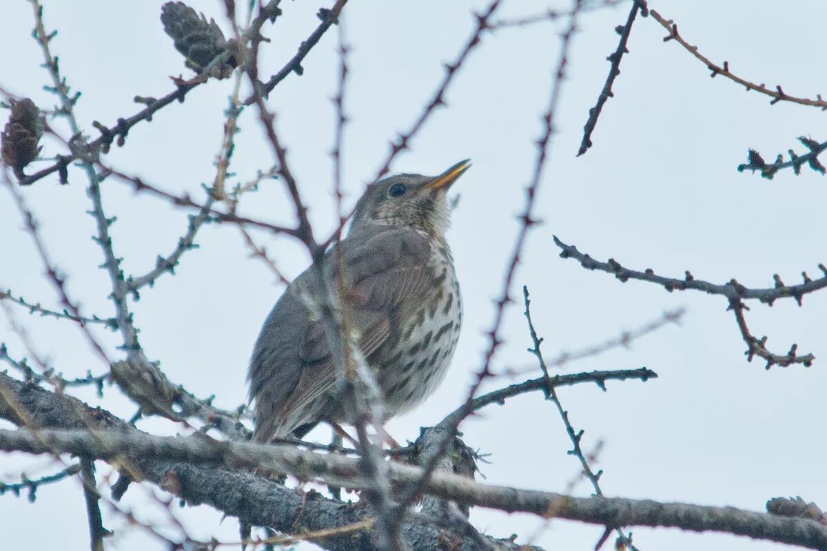 Птицы свердловской области фото Song Thrush (Turdus philomelos). Birds of Siberia.