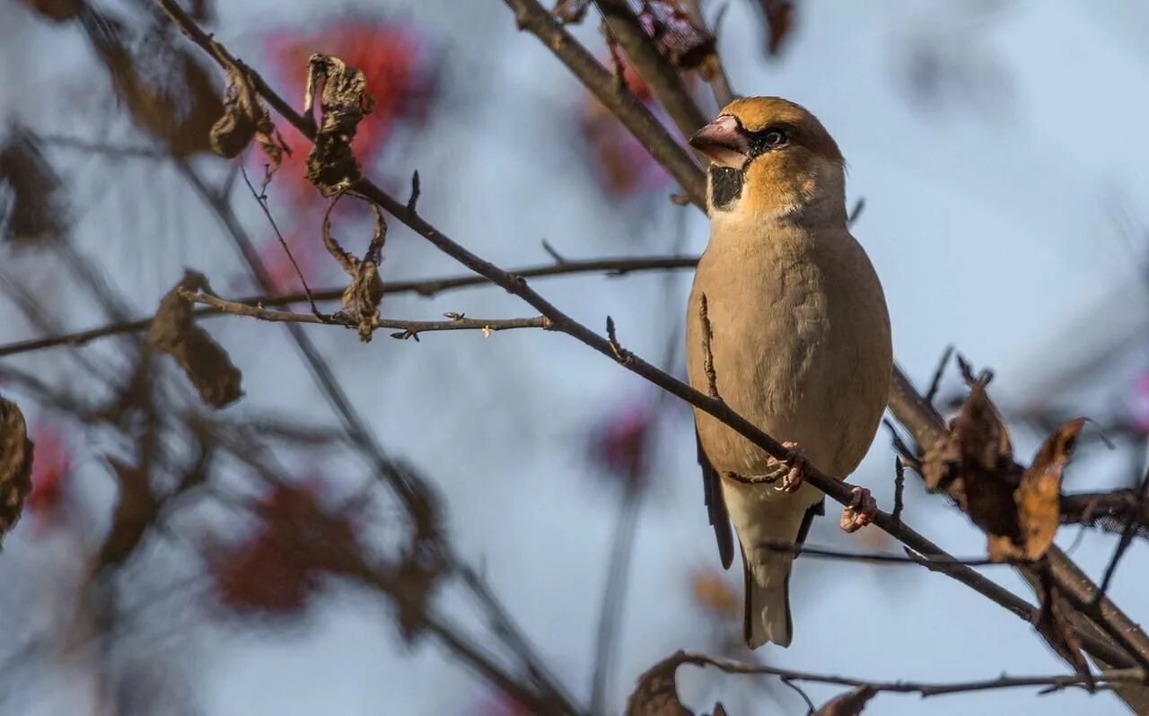 Птицы свердловской области фото Ratel's photos #90 Forest Birds-58 - Steemit