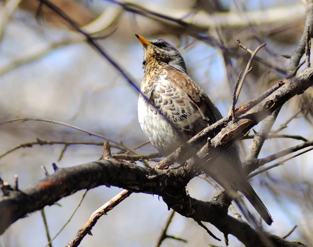 Птицы свердловской области фото Fieldfare (Turdus pilaris). Birds of Siberia.