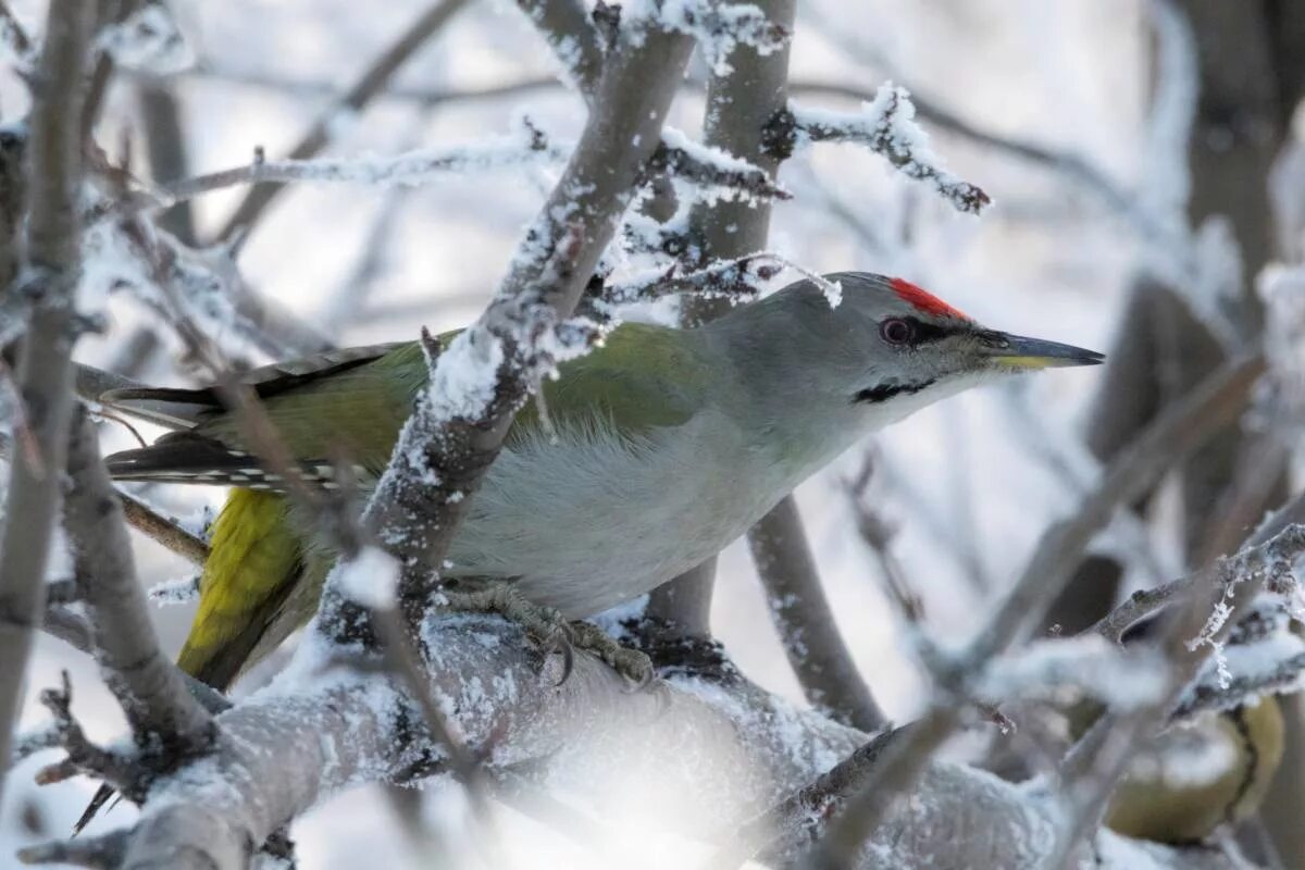 Птицы свердловской области фото Grey-Headed Woodpecker (Picus canus). Birds of Siberia.