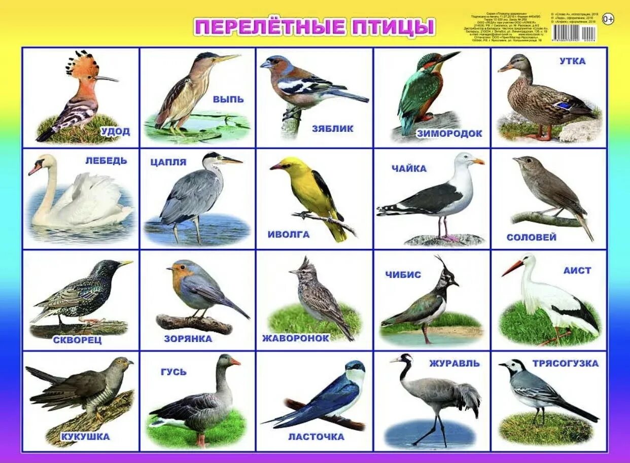 Птицы свердловской области фото и название определитель Фото птиц с названиями - Птицы подмосковья - фото с названиями.