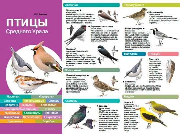 Птицы свердловской области фото и название определитель Птицы городские с названиями - блог Санатории Кавказа
