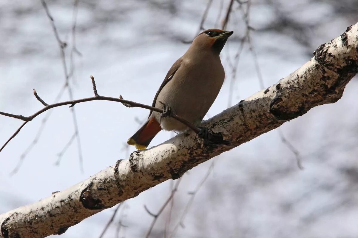 Птицы свердловской области фото и описание Bohemian Waxwing (Bombycilla garrulus). Birds of Siberia.