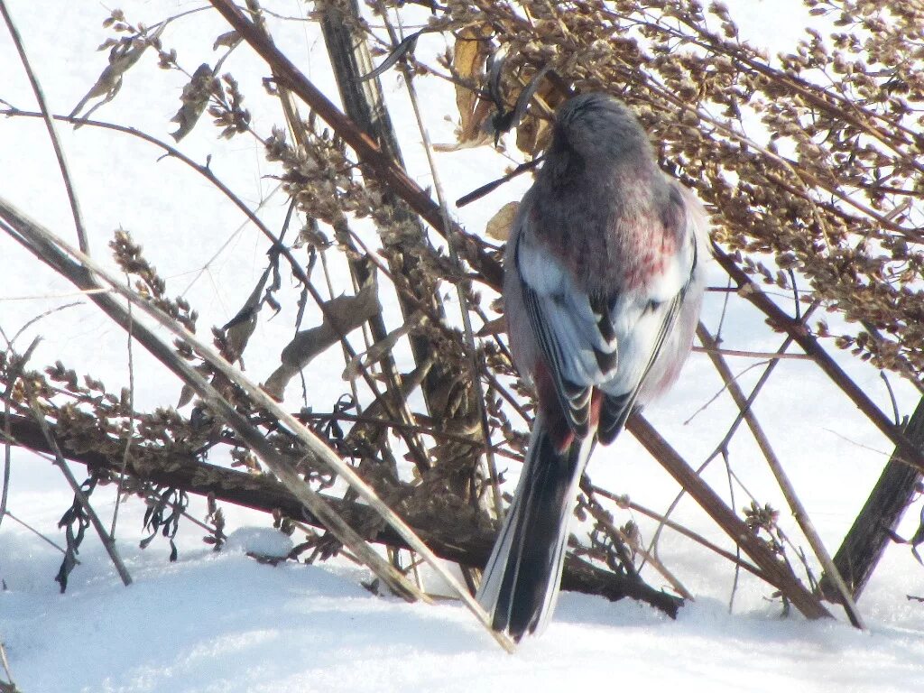 Птицы тамбовской области фото Long-tailed Rosefinch (Uragus sibiricus). Birds of Siberia.