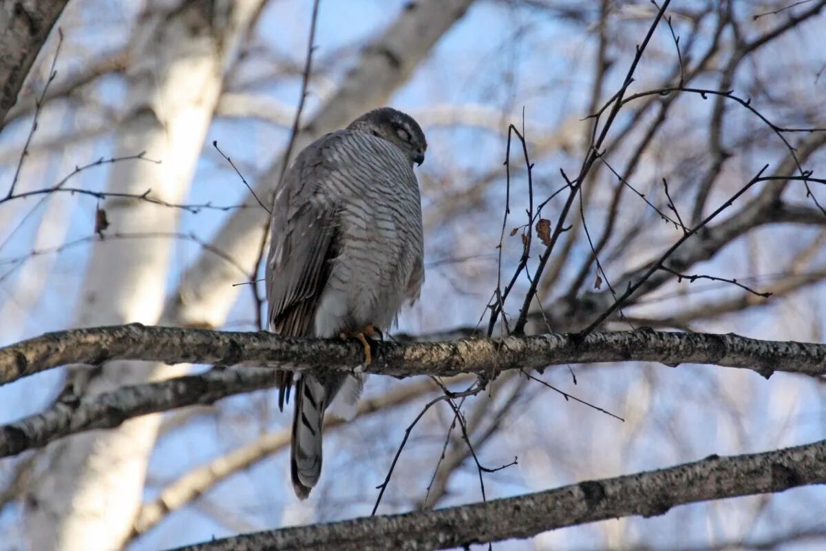 Птицы тамбовской области фото Common Sparrowhawk (Accipiter nisus). Birds of Siberia.