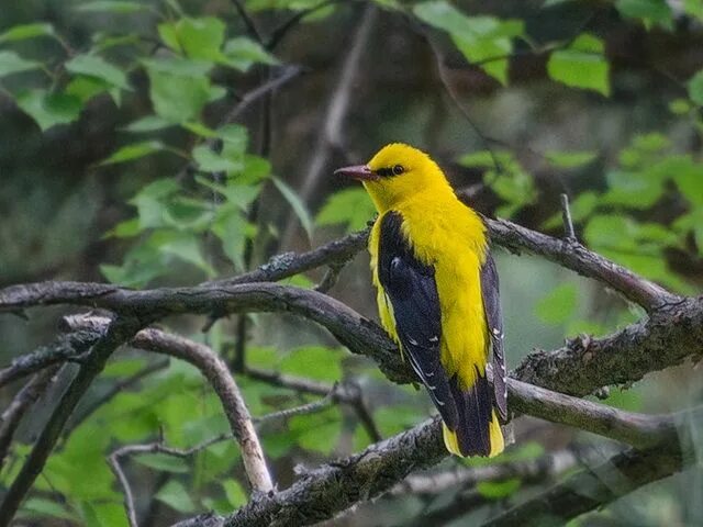 Птицы тамбовской области фото Обыкновенная иволга (Oriolus oriolus). Птицы Сибири. Fauna, Animals, Bird