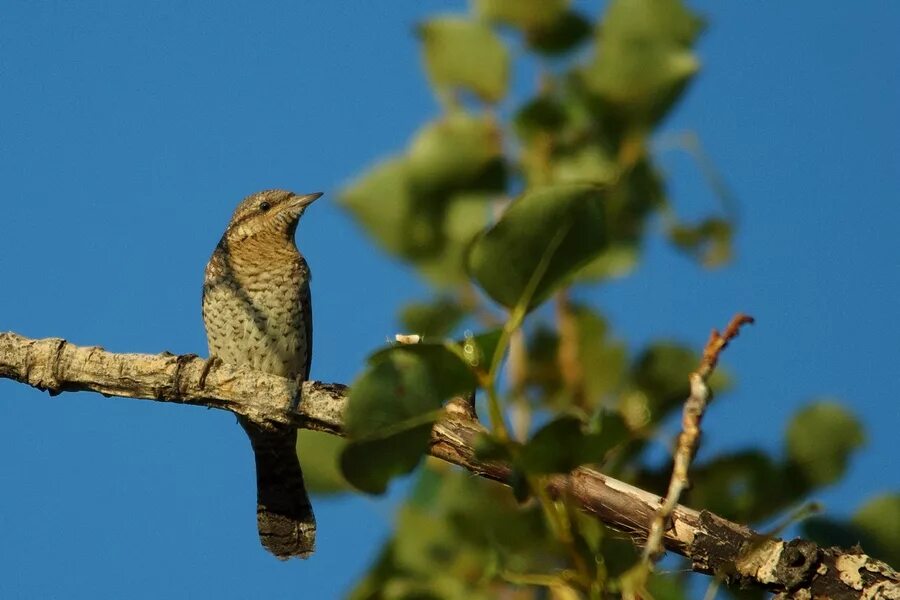 Птицы тамбовской области фото с названиями Eurasian Wryneck (Jynx torquilla). Birds of Siberia.