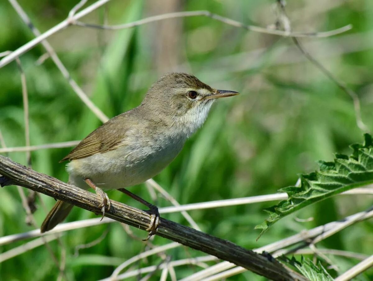 Птицы тамбовской области фото с названиями Blyth's Reed Warbler (Acrocephalus dumetorum). Birds of Siberia.