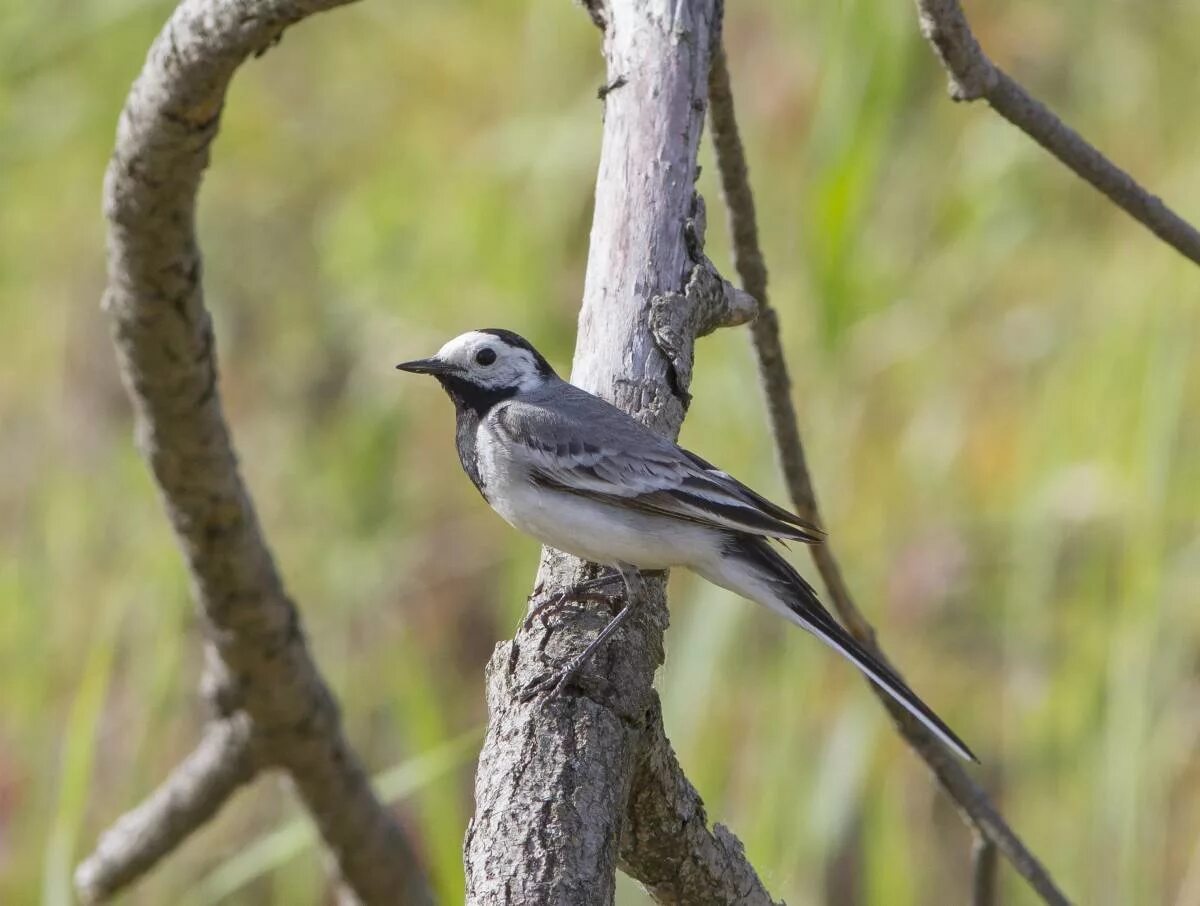 Птицы татарстана фото White Wagtail (Motacilla alba). Birds of Siberia.