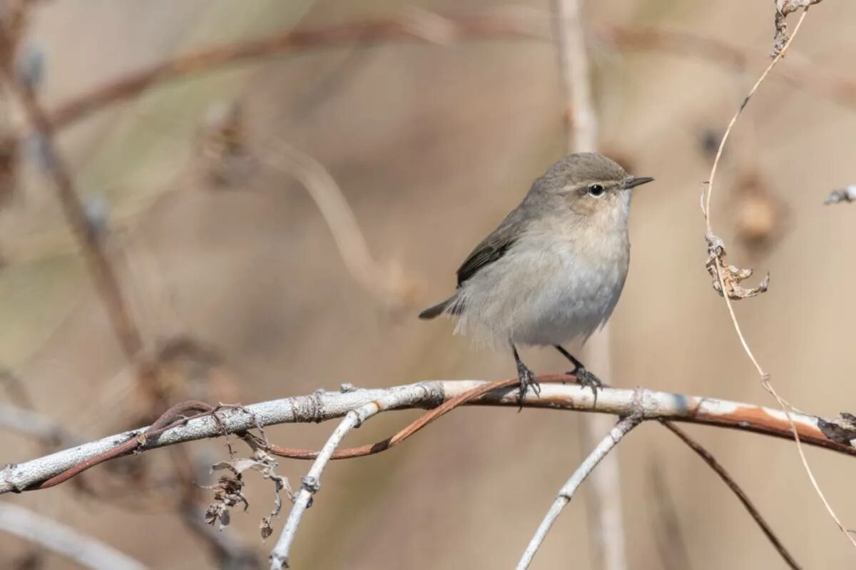 Птицы татарстана фото Пеночка-теньковка (Phylloscopus collybita). Птицы Сибири.