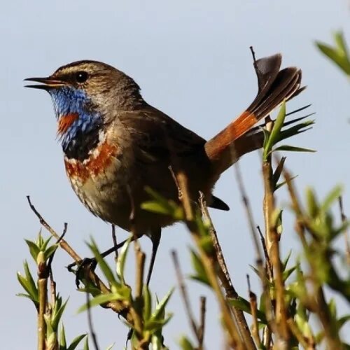 Птицы татарстана фото с названиями Stream The Sounds of Nature. Bird's song near the creek by Levantina Listen onli