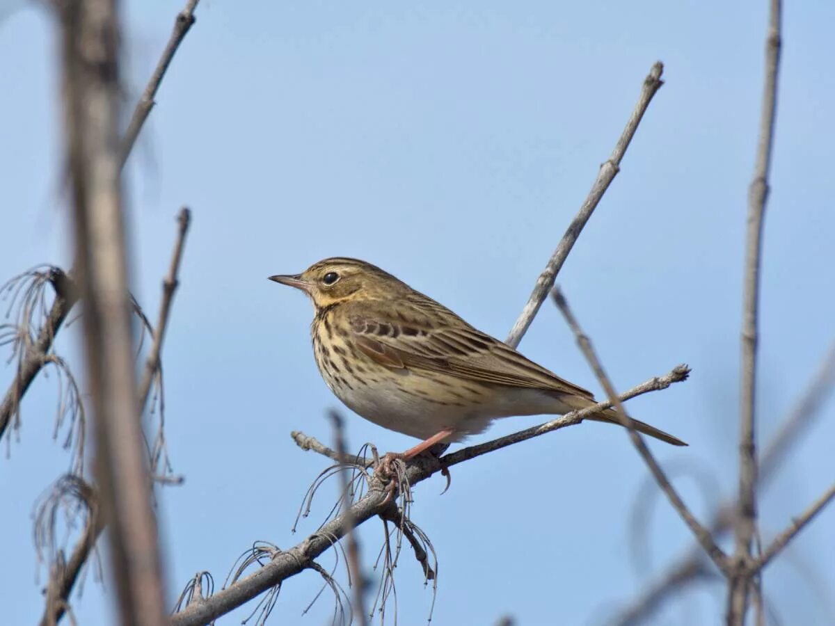 Птицы татарстана описание и фото Tree Pipit (Anthus trivialis). Birds of Siberia.