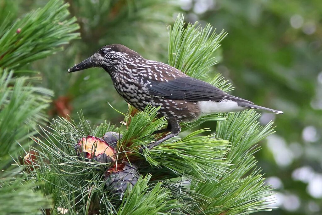 Птицы тайги фото Spotted Nutcracker (Nucifraga caryocatactes) The daily vis. Flickr