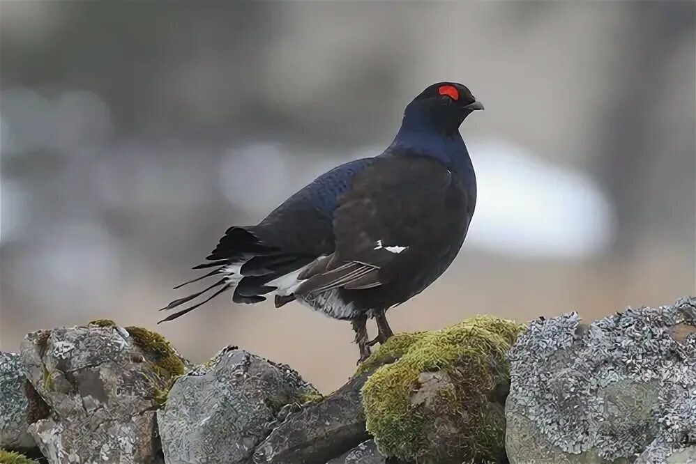 Птицы тайги фото Grouse black Langdon Beck Part 2 11.4.2013 (1) We spent la. Flickr