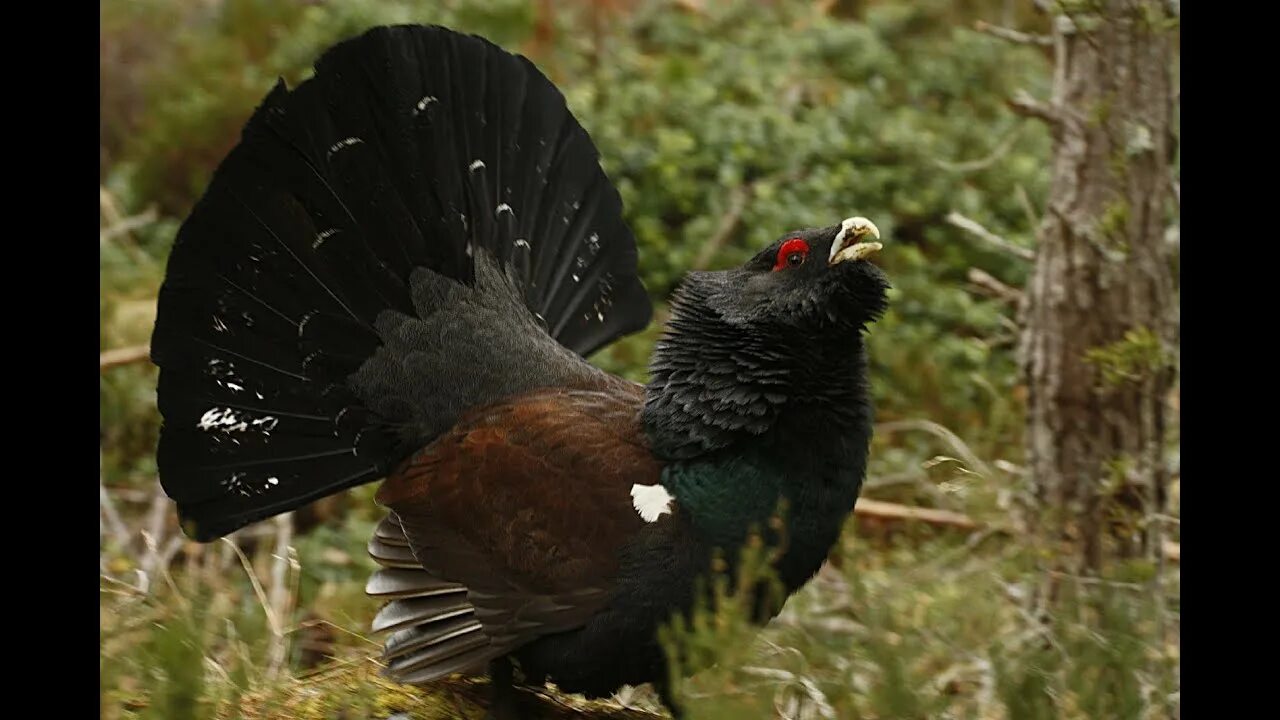 Птицы тайги фото Hunting for capercaillie. Охота на глухаря (эмоции охотника). - YouTube