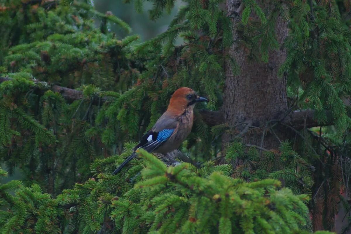 Птицы тайги фото Eurasian Jay (Garrulus glandarius). Birds of Siberia.