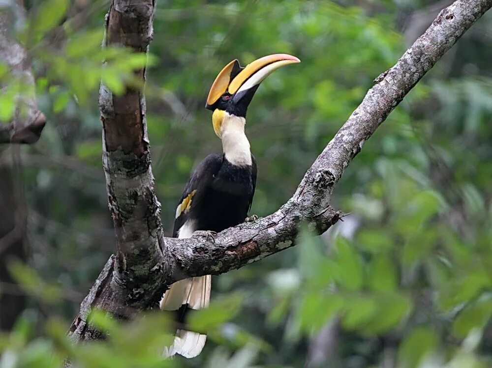 Птицы тайланда фото Great Hornbill - Thailand - www.birdingecotours.com