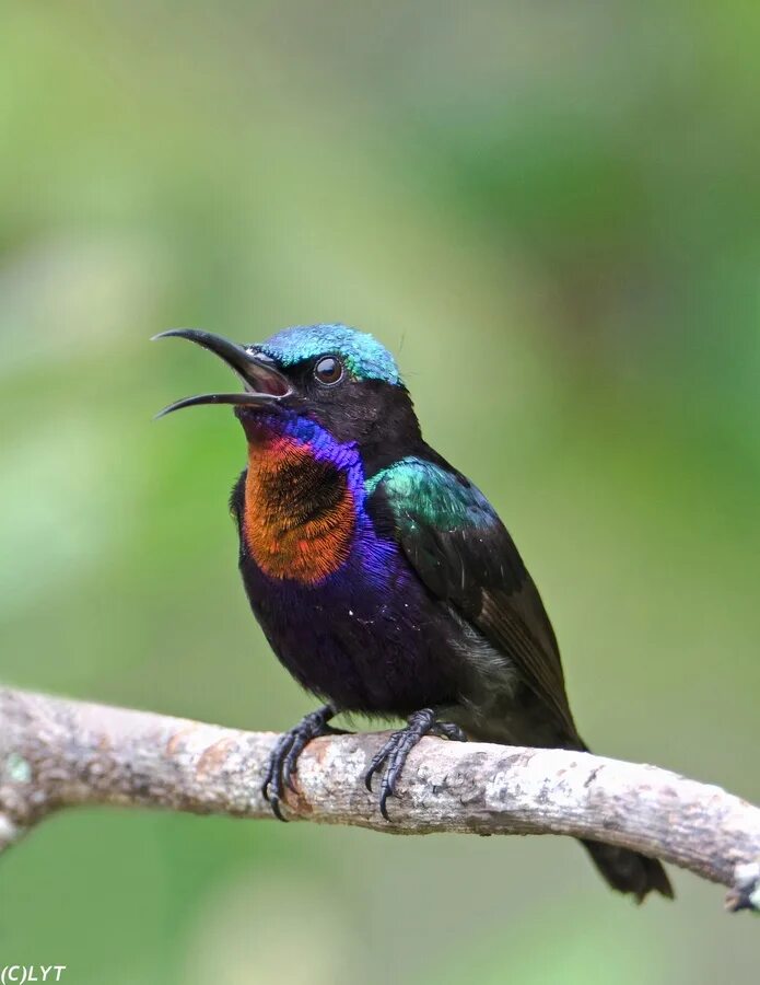 Птицы тайланда фото Copper-throated Sunbird (Leptocoma calcostetha) (With images) Beautiful birds, B