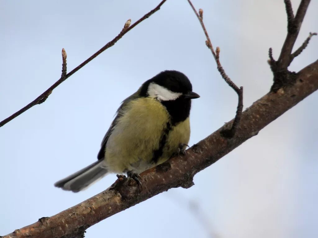 Птицы томска фото Great Tit (Parus major). Birds of Siberia.