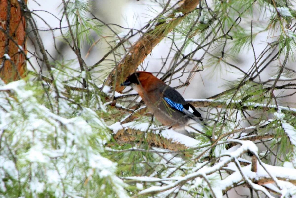 Птицы томска фото Eurasian Jay (Garrulus glandarius). Birds of Siberia.