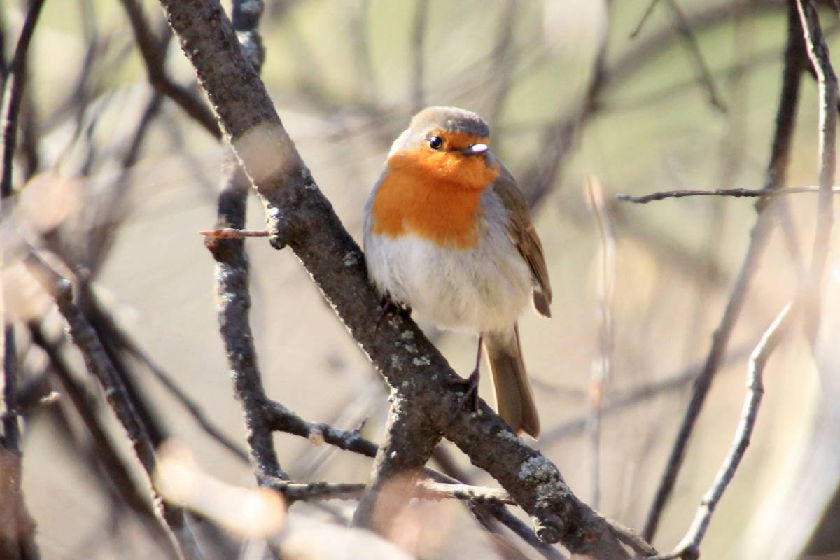 Птицы томска фото Зарянка (Erithacus rubecula). Птицы Сибири.