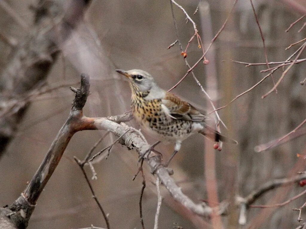 Птицы томска фото Fieldfare (Turdus pilaris). Birds of Siberia.